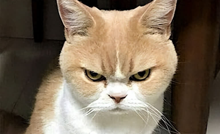 Why Do Cats Get Angry? These 4 Situations Will Make Your Cat Furious!