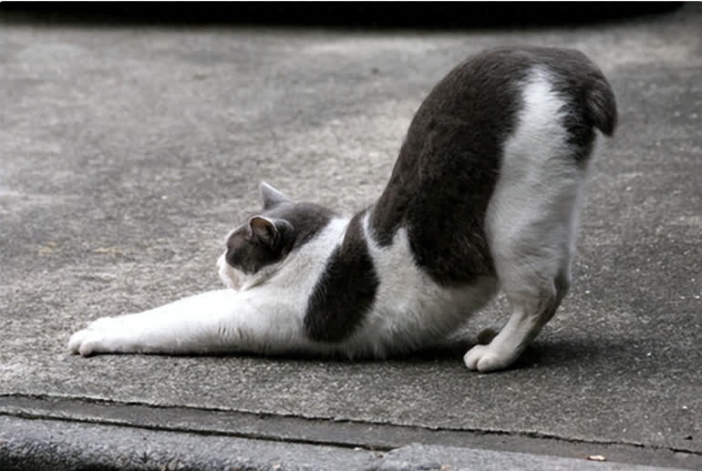 Why Do Cats Arch Their Backs? 6 Reasons Uncovered!