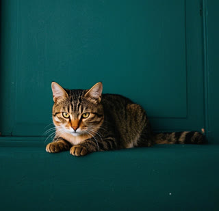 ‌Hidden Cat Fear Cues Most Owners Overlook
