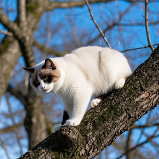 How to Care for a Snowshoe Cat Breed: Expert Tips for a Healthy Companion