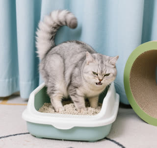 How to Help Your Cat with Dry Stool: Causes, Remedies & Prevention Tips