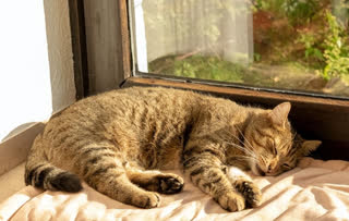 Why Do Cats Purr? They're Expressing These 4 Moods!
