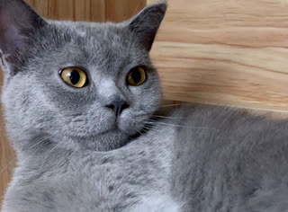 How Long Do Cats Typically Live? The Record-Breaking Longevities