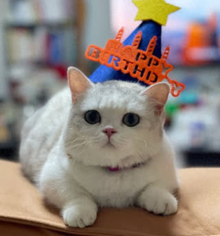 When Do Cats Become Adults? At What Age Is a Kitten Considered a Full - Grown Cat?