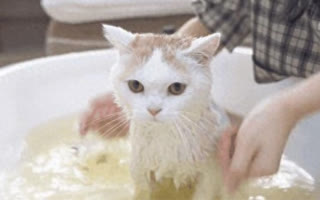 Winter Woes: To Bathe or Not to Bathe Your Cat?