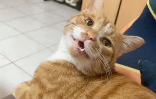 Do Cats Hold Grudges After Being Hit? Will They Take Revenge on Their Owners?