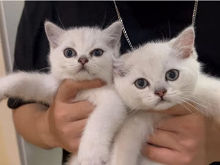How to Choose a Healthy Cat? These 4 Points Are Crucial!
