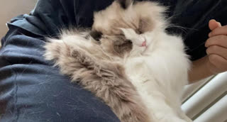 Do Ragdoll Cats Shed Excessively? These Are Likely the Causes!